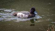 8th Feb 2021 - Young Male Lesser Scaup
