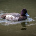 Young Male Lesser Scaup by nicoleweg