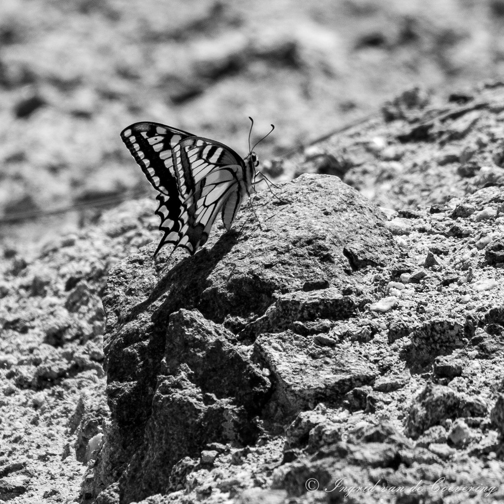 Butterfly...  by ingrid01