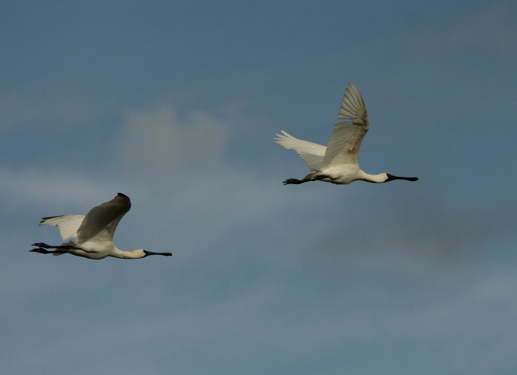 Flying Royal Spoonbills by helenw2