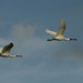 Flying Royal Spoonbills by helenw2