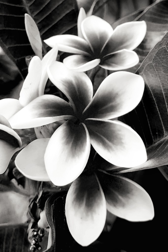 Frangipani (Plumeria subsessilis) in  black and white with blue filter.  by johnfalconer