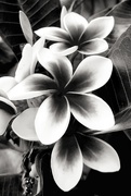 7th Feb 2021 - Frangipani (Plumeria subsessilis) in  black and white with blue filter. 