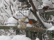 7th Feb 2021 - Robin in the snow
