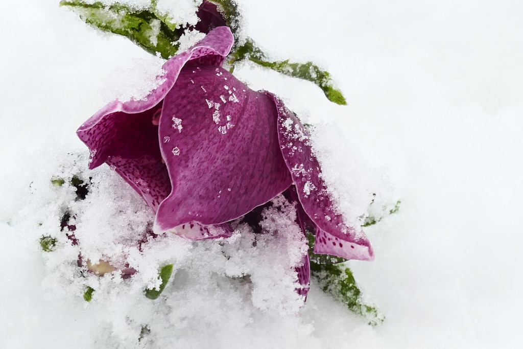 helleborus in the snow by marijbar