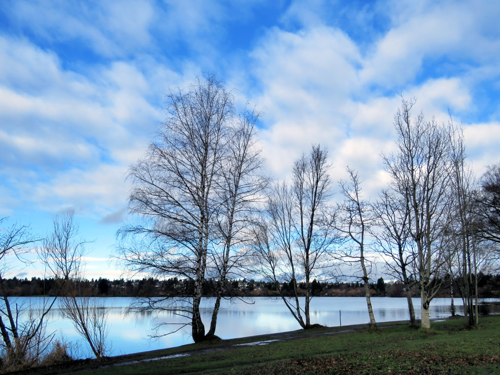 Bare Winter Trees by seattlite