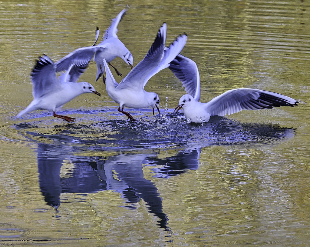 four gulls. by tonygig