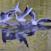 four gulls. by tonygig
