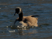 9th Feb 2021 - Canada goose