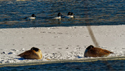 9th Feb 2021 - common goldeneye and geese