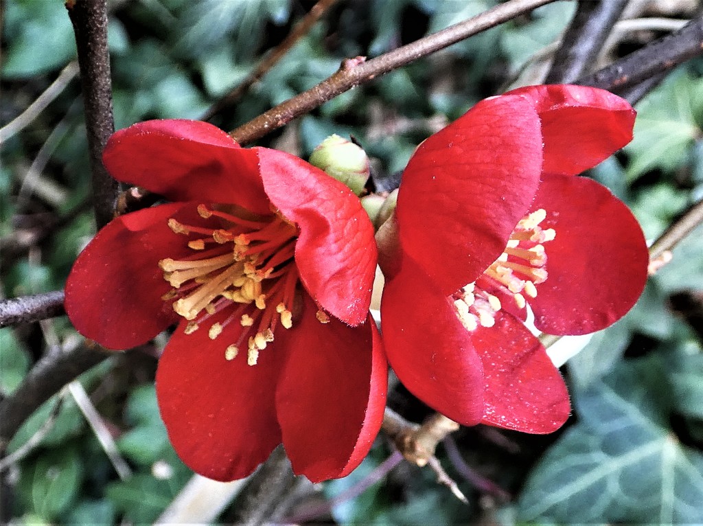 Chaenomeles  by julienne1