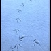 Confused tracks in the snow :) by susan727