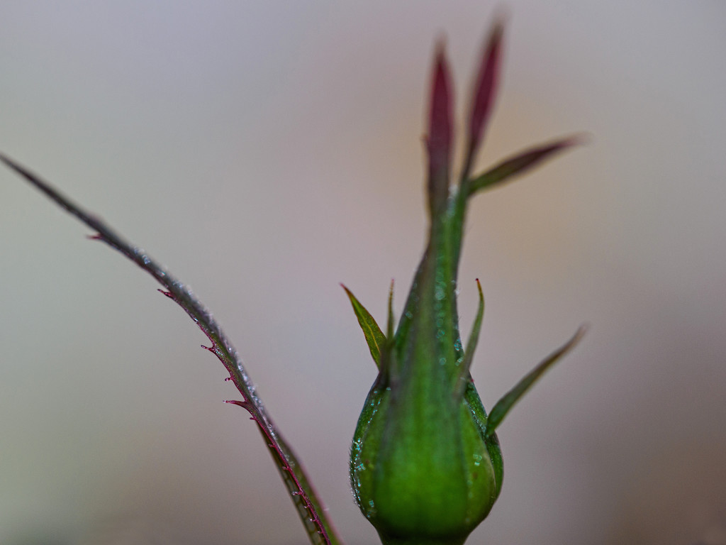 Tiny Rose Bud by tosee