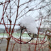 Snow pompons  by cocobella