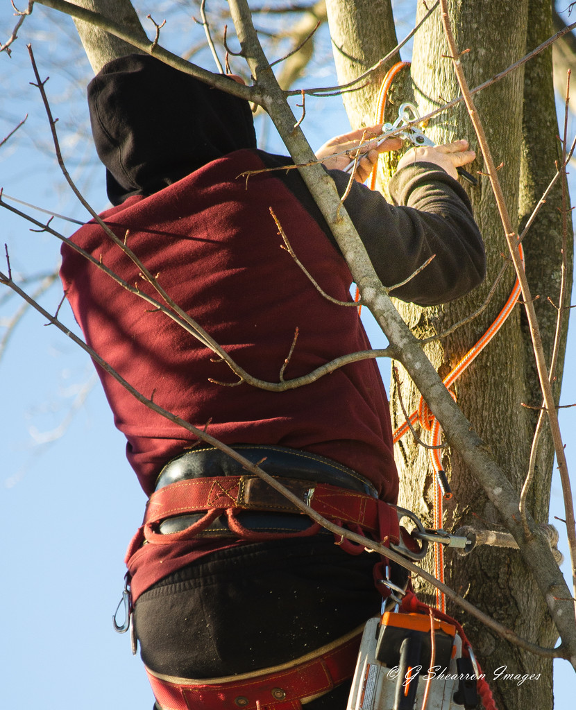 Cabling My Tree by ggshearron