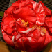 Variegated Camellia! by rickster549