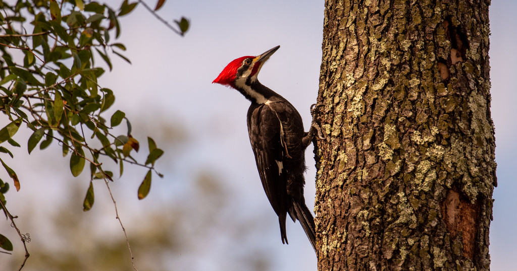 Pilleated Woodpecker! by rickster549