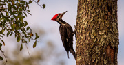 9th Feb 2021 - Pilleated Woodpecker!