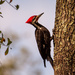 Pilleated Woodpecker! by rickster549