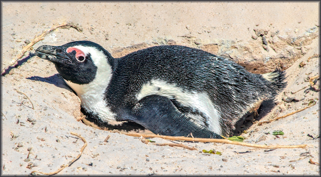 African Penguin by ludwigsdiana