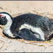 African Penguin by ludwigsdiana
