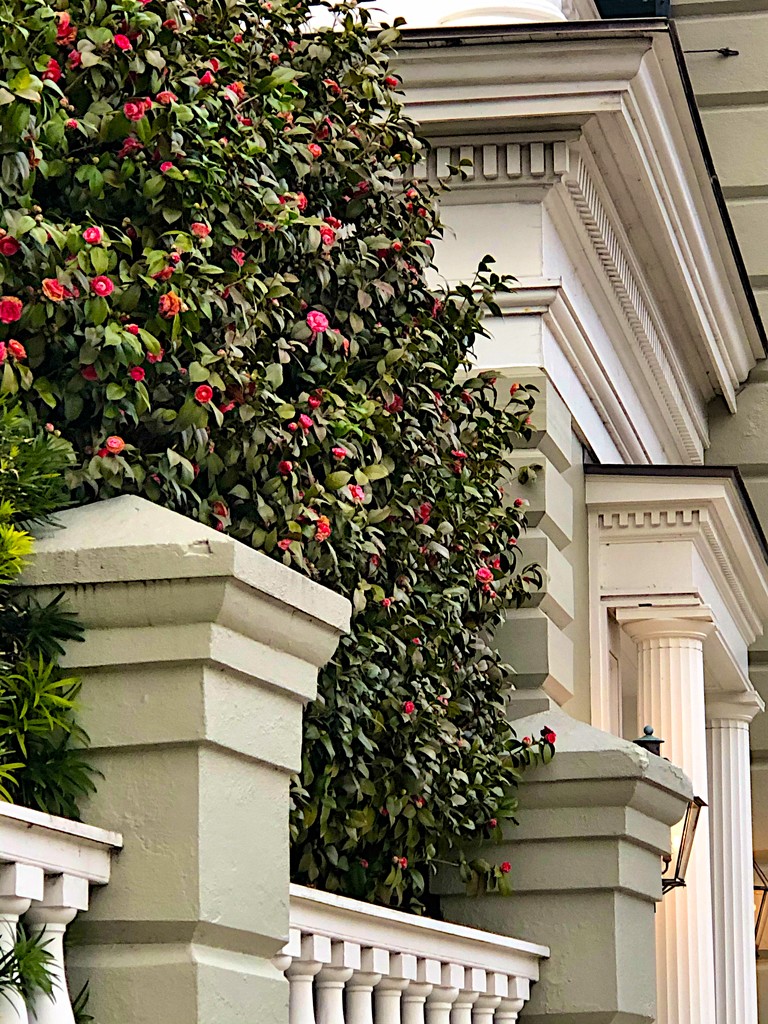 Camellias and architecture in the historic district, Charleston by congaree