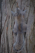 18th Jan 2021 - Camouflage Squirrel