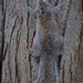 Camouflage Squirrel by jyokota