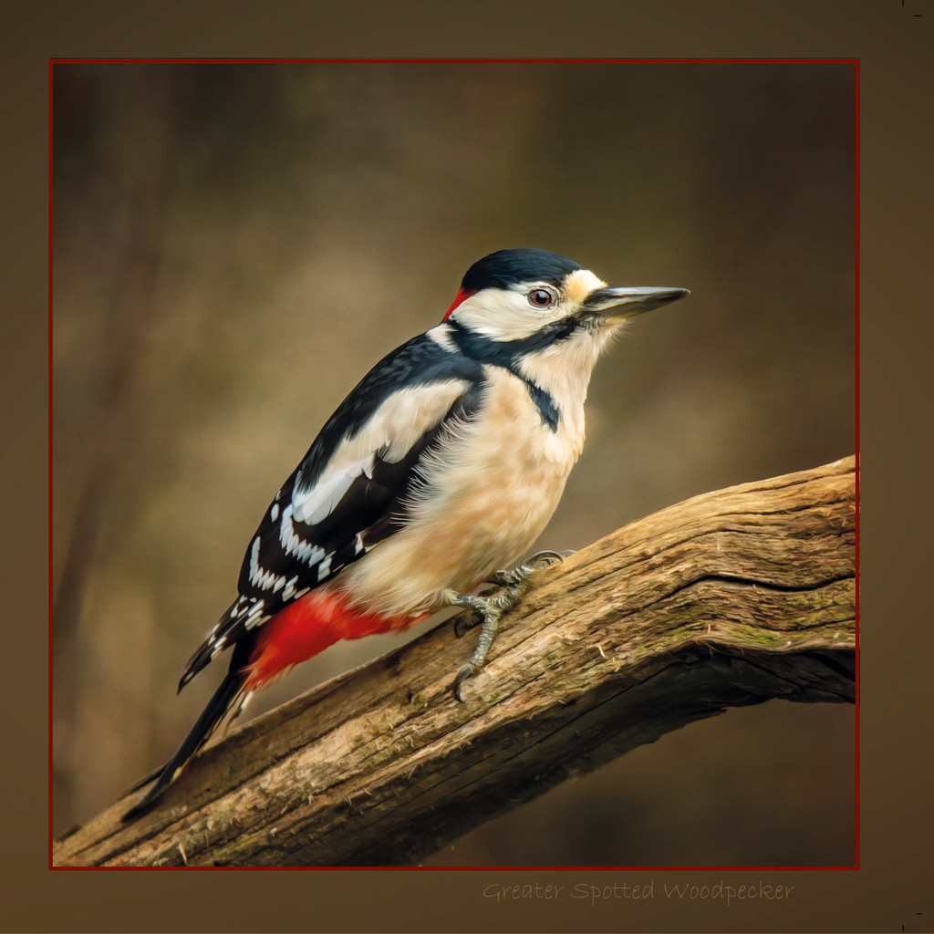Greater Spotted Woodpecker  by shepherdmanswife
