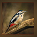 Greater Spotted Woodpecker  by shepherdmanswife