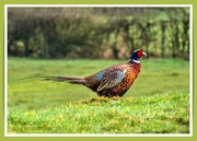 10th Feb 2021 - Cock Pheasant
