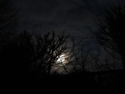 28th Jan 2021 - Early morning moonset