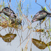 Glossy Ibis poses by danette