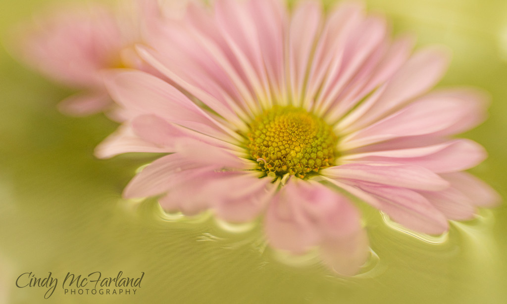 Floating Pink Bloom by cindymc