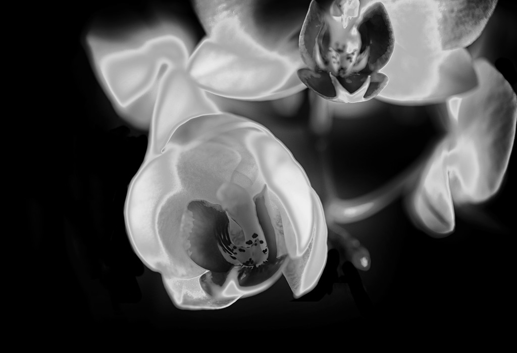 Pinhole orchid by fueast