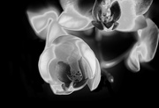 10th Feb 2021 - Pinhole orchid