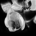 Pinhole orchid by fueast