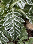 30th Jan 2021 - Frosted Leaf