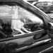 dog in a car by kali66