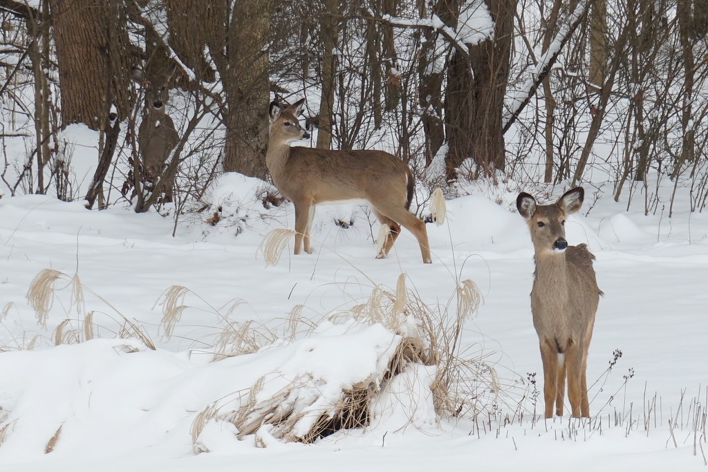 Deer in the snow by tunia