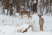 10th Feb 2021 - Deer in the snow