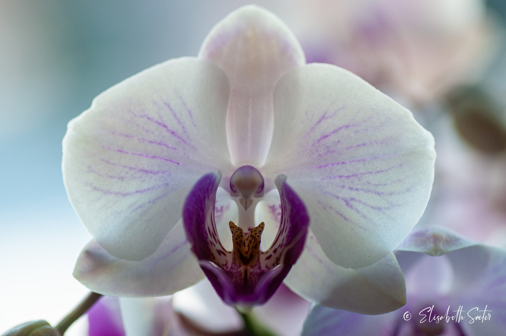 Orchid by elisasaeter