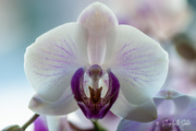 10th Feb 2021 - Orchid
