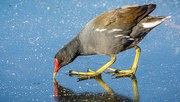 10th Feb 2021 - Another Moorhen ...
