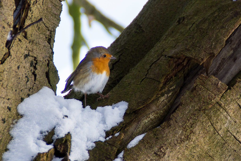 Snow Robin by geertje
