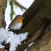 Snow Robin by geertje