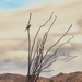 Cactus Wren  by blueberry1222