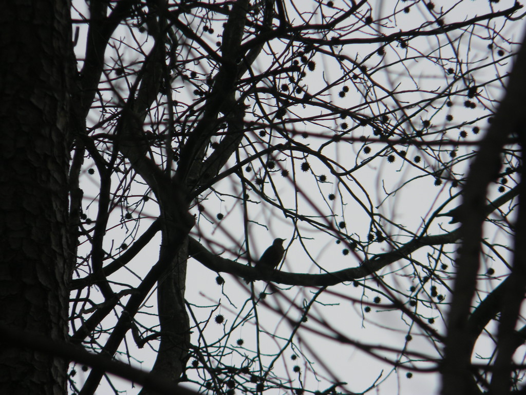 Silhouette of Bird in Tree by sfeldphotos