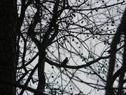 10th Feb 2021 - Silhouette of Bird in Tree