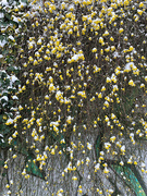 12th Feb 2021 - Snow caps on yellow flowers. 